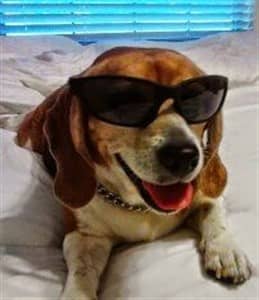 a-beagle-wearing-sunglasses